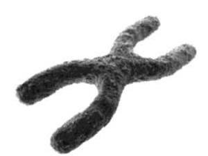 Hoeveel chromosomen bevat de spermacel en welke kenmerken heeft de chromosomenset van sperma?