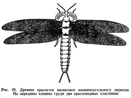 Строение моли. Крылатые насекомые каменноугольного периода. Моль строение тела. Насечки на теле насекомых. Насекомое моль строение тела.